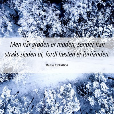 Picture 06 - Markus 4:29 NORSK - Men når grøden er moden, sender han straks - Bible Verse Picture