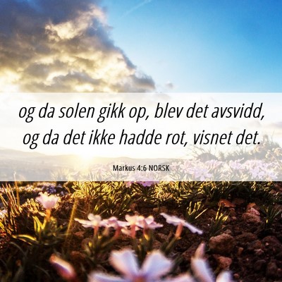 Picture 06 - Markus 4:6 NORSK - og da solen gikk op, blev det avsvidd, og da det - Bible Verse Picture