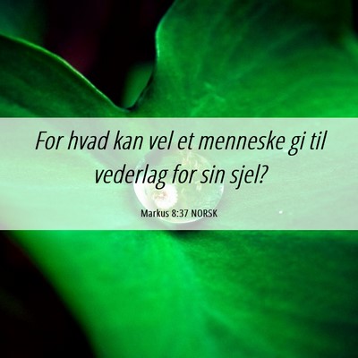 Picture 06 - Markus 8:37 NORSK - For hvad kan vel et menneske gi til vederlag for - Bible Verse Picture