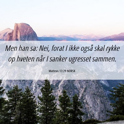Picture 06 - Matteus 13:29 NORSK - Men han sa: Nei, forat I ikke også skal rykke op - Bible Verse Picture