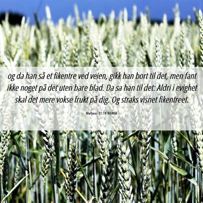 Picture 06 - Matteus 21:19 NORSK - og da han så et fikentre ved veien, gikk han - Bible Verse Picture