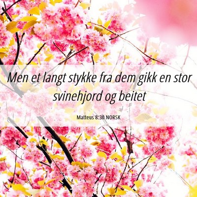 Picture 06 - Matteus 8:30 NORSK - Men et langt stykke fra dem gikk en stor - Bible Verse Picture