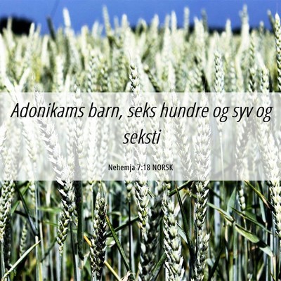 Picture 06 - Nehemja 7:18 NORSK - Adonikams barn, seks hundre og syv og - Bible Verse Picture