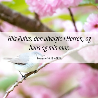 Picture 06 - Romerne 16:13 NORSK - Hils Rufus, den utvalgte i Herren, og hans og min - Bible Verse Picture