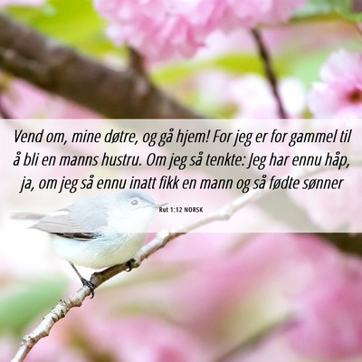 Picture 06 - Rut 1:12 NORSK - Vend om, mine døtre, og gå hjem! For jeg er for - Bible Verse Picture