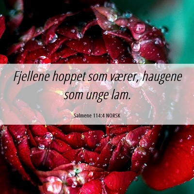 Picture 06 - Salmene 114:4 NORSK - Fjellene hoppet som værer, haugene som unge - Bible Verse Picture