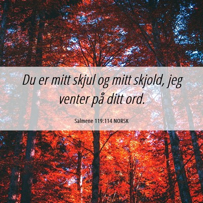 Picture 06 - Salmene 119:114 NORSK - Du er mitt skjul og mitt skjold, jeg venter på - Bible Verse Picture