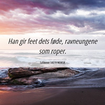 Picture 06 - Salmene 147:9 NORSK - Han gir feet dets føde, ravneungene som - Bible Verse Picture