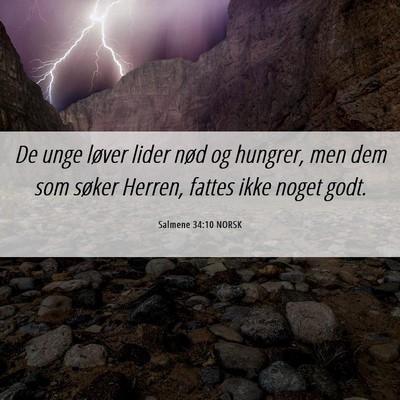 Picture 06 - Salmene 34:10 NORSK - De unge løver lider nød og hungrer, men dem som - Bible Verse Picture