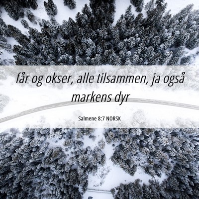Picture 06 - Salmene 8:7 NORSK - får og okser, alle tilsammen, ja også markens - Bible Verse Picture