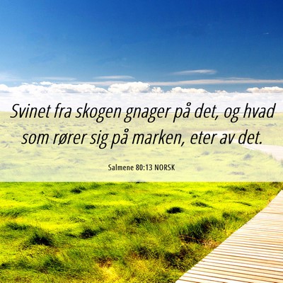 Picture 06 - Salmene 80:13 NORSK - Svinet fra skogen gnager på det, og hvad som - Bible Verse Picture