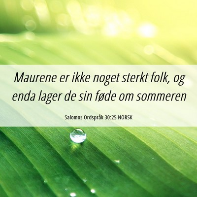 Picture 06 - Salomos Ordspråk 30:25 NORSK - Maurene er ikke noget sterkt folk, og enda lager - Bible Verse Picture