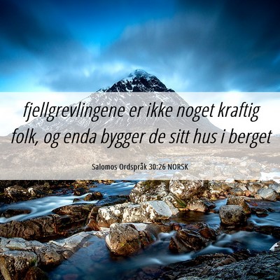 Picture 06 - Salomos Ordspråk 30:26 NORSK - fjellgrevlingene er ikke noget kraftig folk, og - Bible Verse Picture
