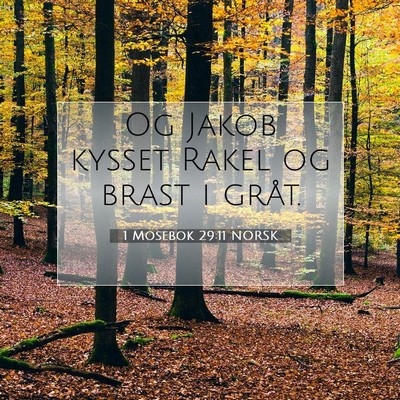 Picture 07 - 1 Mosebok 29:11 NORSK - Og Jakob kysset Rakel og brast i - Bible Verse Picture