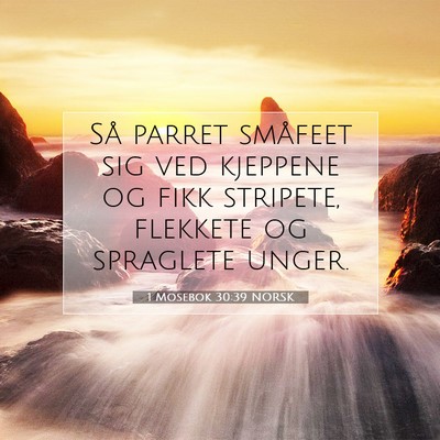 Picture 07 - 1 Mosebok 30:39 NORSK - Så parret småfeet sig ved kjeppene og fikk - Bible Verse Picture