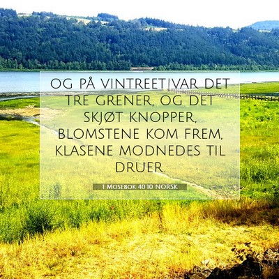 Picture 07 - 1 Mosebok 40:10 NORSK - og på vintreet var det tre grener, og det skjøt - Bible Verse Picture