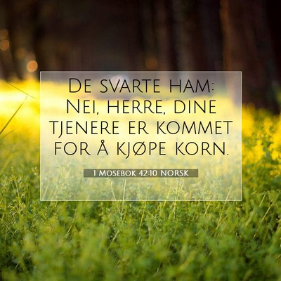 Picture 07 - 1 Mosebok 42:10 NORSK - De svarte ham: Nei, herre, dine tjenere er kommet - Bible Verse Picture