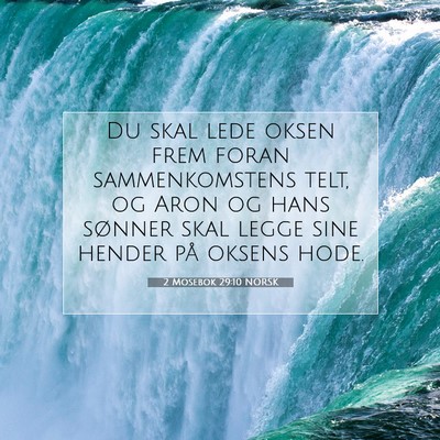 Picture 07 - 2 Mosebok 29:10 NORSK - Du skal lede oksen frem foran sammenkomstens - Bible Verse Picture
