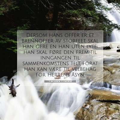 Picture 07 - 3 Mosebok 1:3 NORSK - Dersom hans offer er et brennoffer av storfeet, - Bible Verse Picture