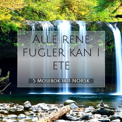 Picture 07 - 5 Mosebok 14:11 NORSK - Alle rene fugler kan I - Bible Verse Picture