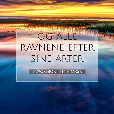 Picture 07 - 5 Mosebok 14:14 NORSK - og alle ravnene efter sine - Bible Verse Picture