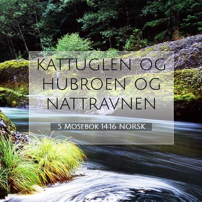 Picture 07 - 5 Mosebok 14:16 NORSK - kattuglen og hubroen og - Bible Verse Picture