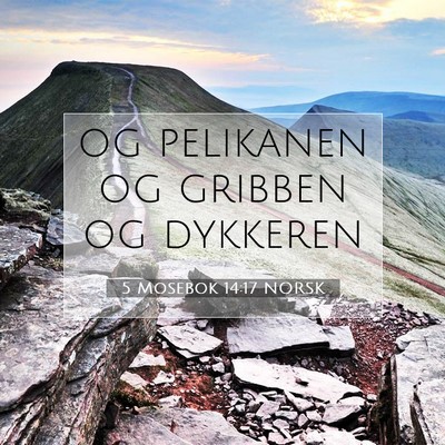 Picture 07 - 5 Mosebok 14:17 NORSK - og pelikanen og gribben og - Bible Verse Picture