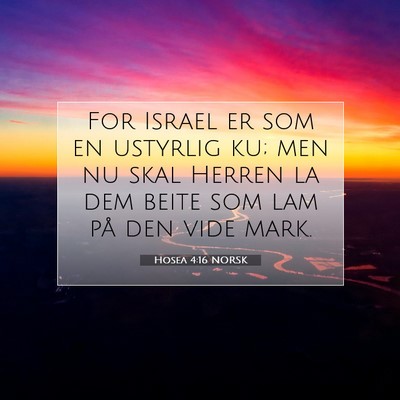 Picture 07 - Hosea 4:16 NORSK - For Israel er som en ustyrlig ku; men nu skal - Bible Verse Picture