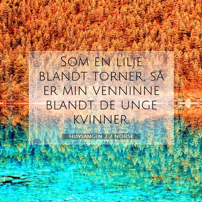 Picture 07 - Høysangen 2:2 NORSK - Som en lilje blandt torner, så er min venninne - Bible Verse Picture