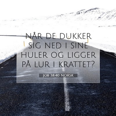 Picture 07 - Job 38:40 NORSK - når de dukker sig ned i sine huler og ligger på - Bible Verse Picture
