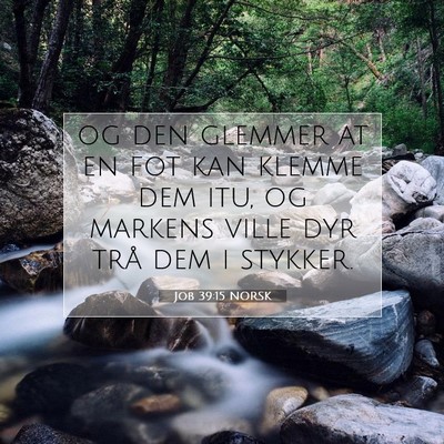 Picture 07 - Job 39:15 NORSK - og den glemmer at en fot kan klemme dem itu, og - Bible Verse Picture