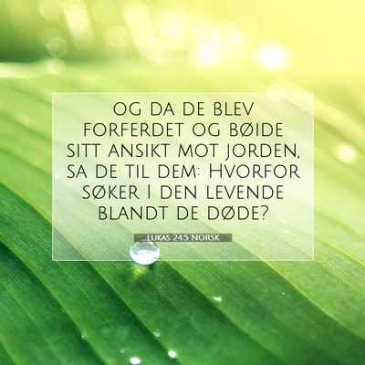 Picture 07 - Lukas 24:5 NORSK - og da de blev forferdet og bøide sitt ansikt mot - Bible Verse Picture