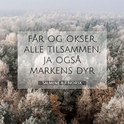 Picture 07 - Salmene 8:7 NORSK - får og okser, alle tilsammen, ja også markens - Bible Verse Picture