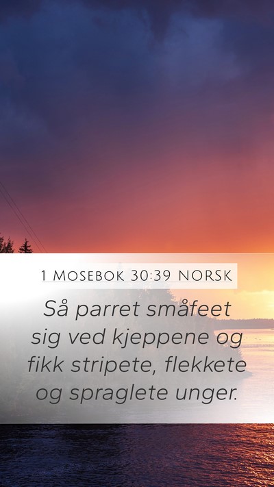 1 Mosebok 30:39 NORSK Mobile Phone Wallpaper - Så parret småfeet sig ved kjeppene og fikk - Mobile Bible Verse Wallpaper