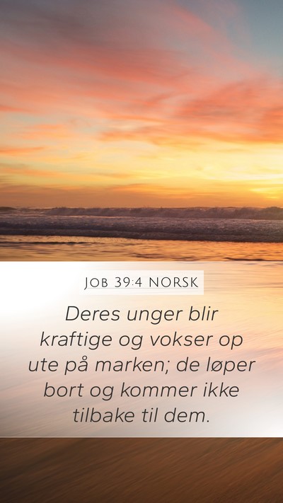 Job 39:4 NORSK Bible Verse Image
